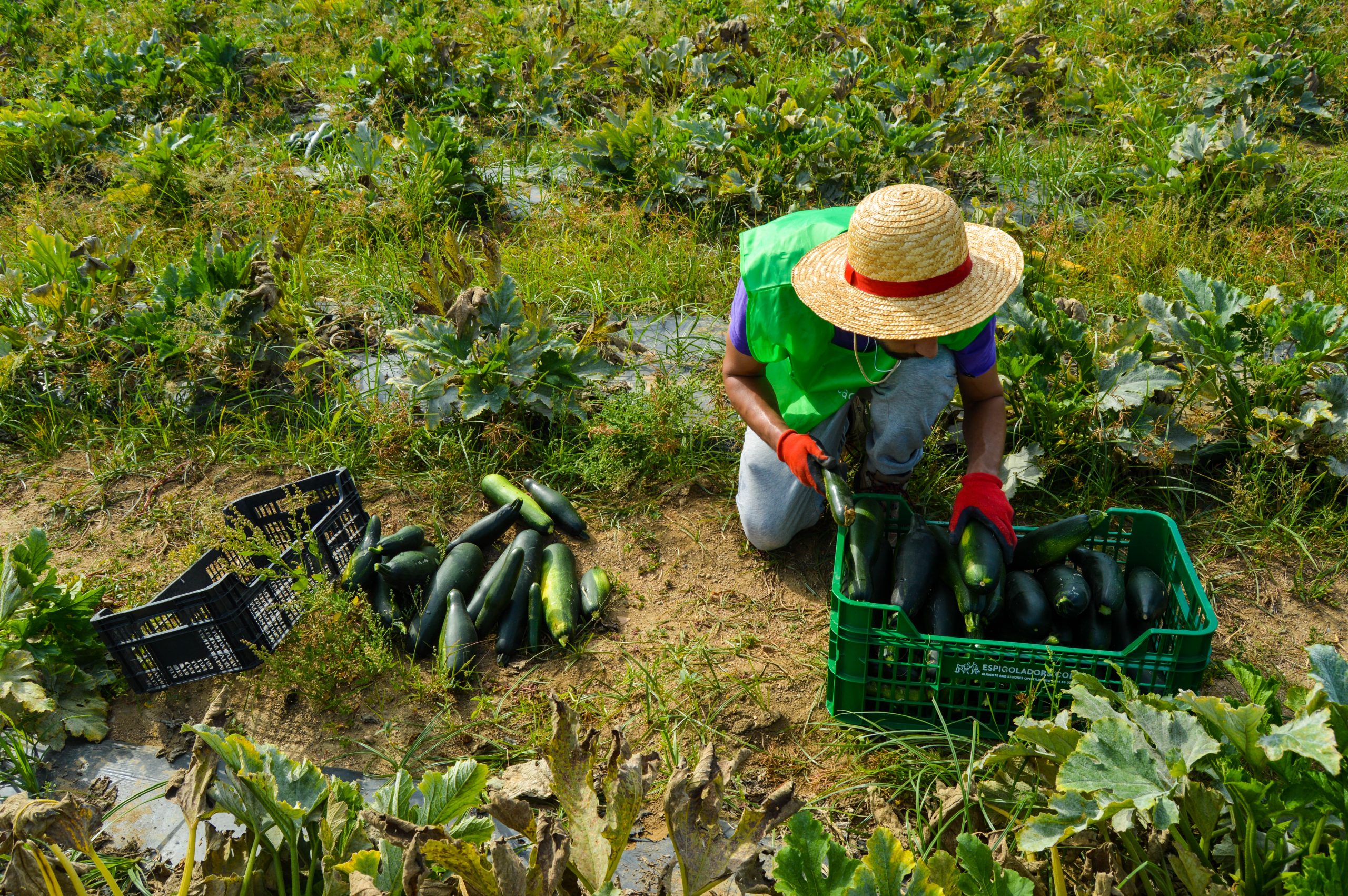L’Espai Agrari de la Baixa Tordera recupera 8.000 quilos d’aliments sense sortida comercial durant el 2021