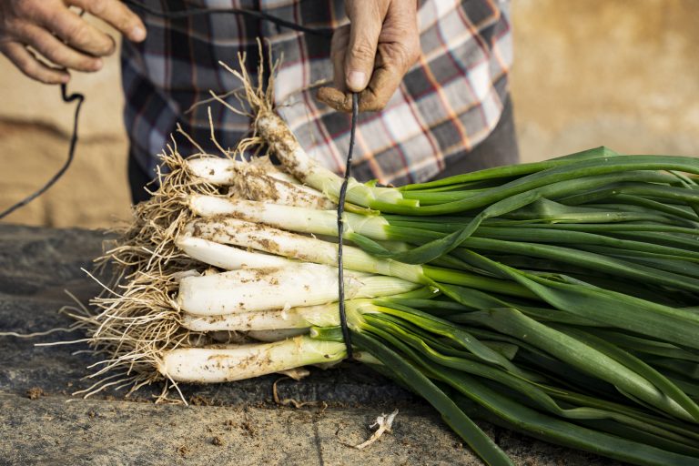 Calçots Espai Agrari Baixa Tordera