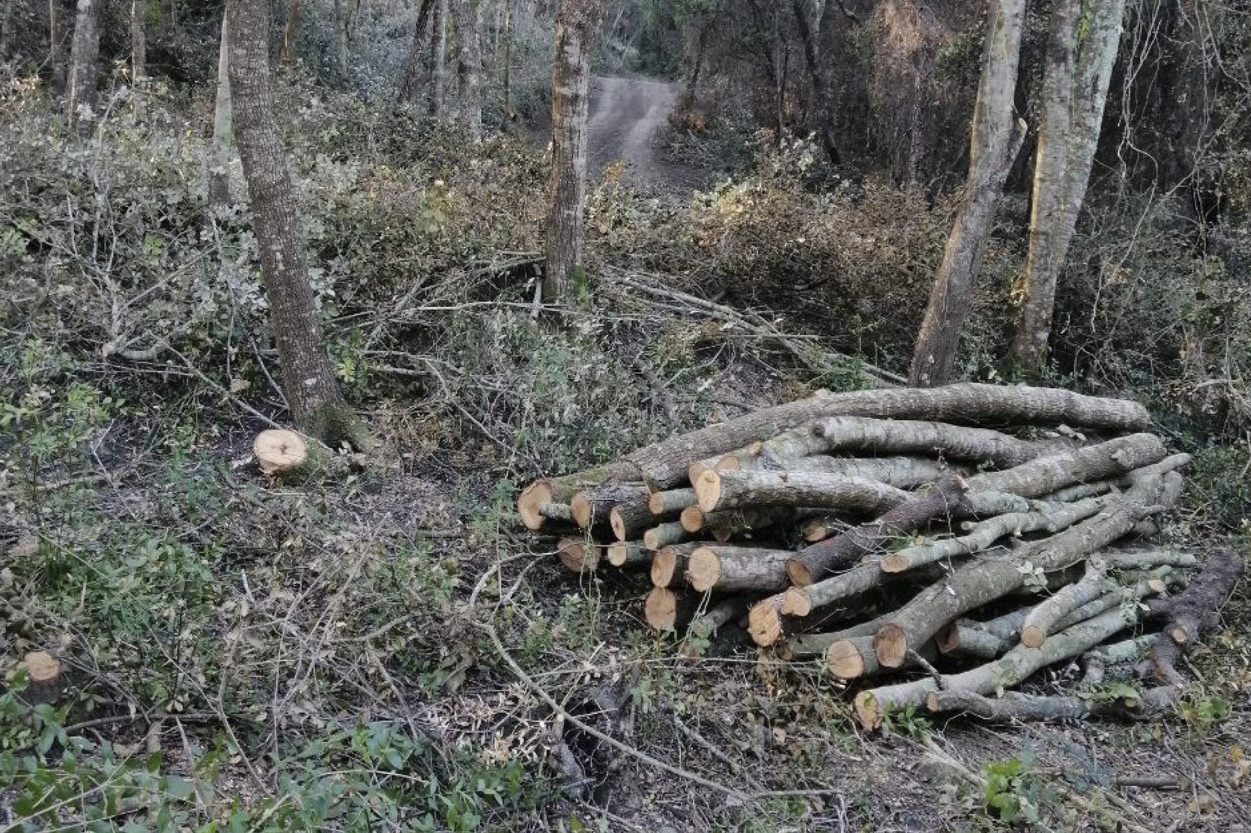 Els boscos del Montnegre es preparen per a l’estiu