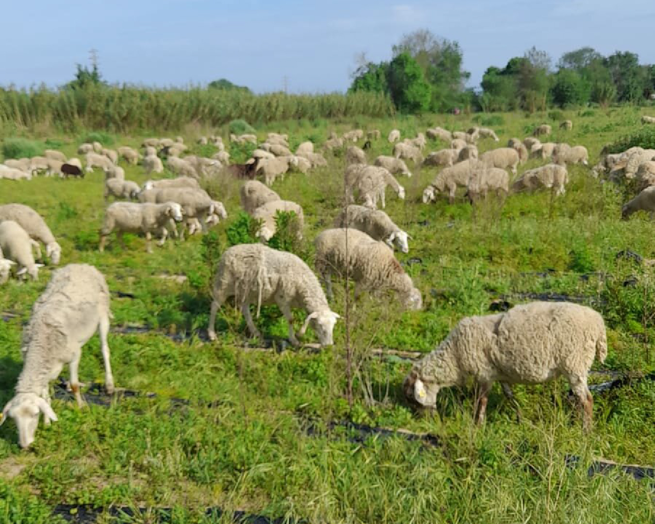 Pastura extensiva de xais: carn de qualitat de l’EABT