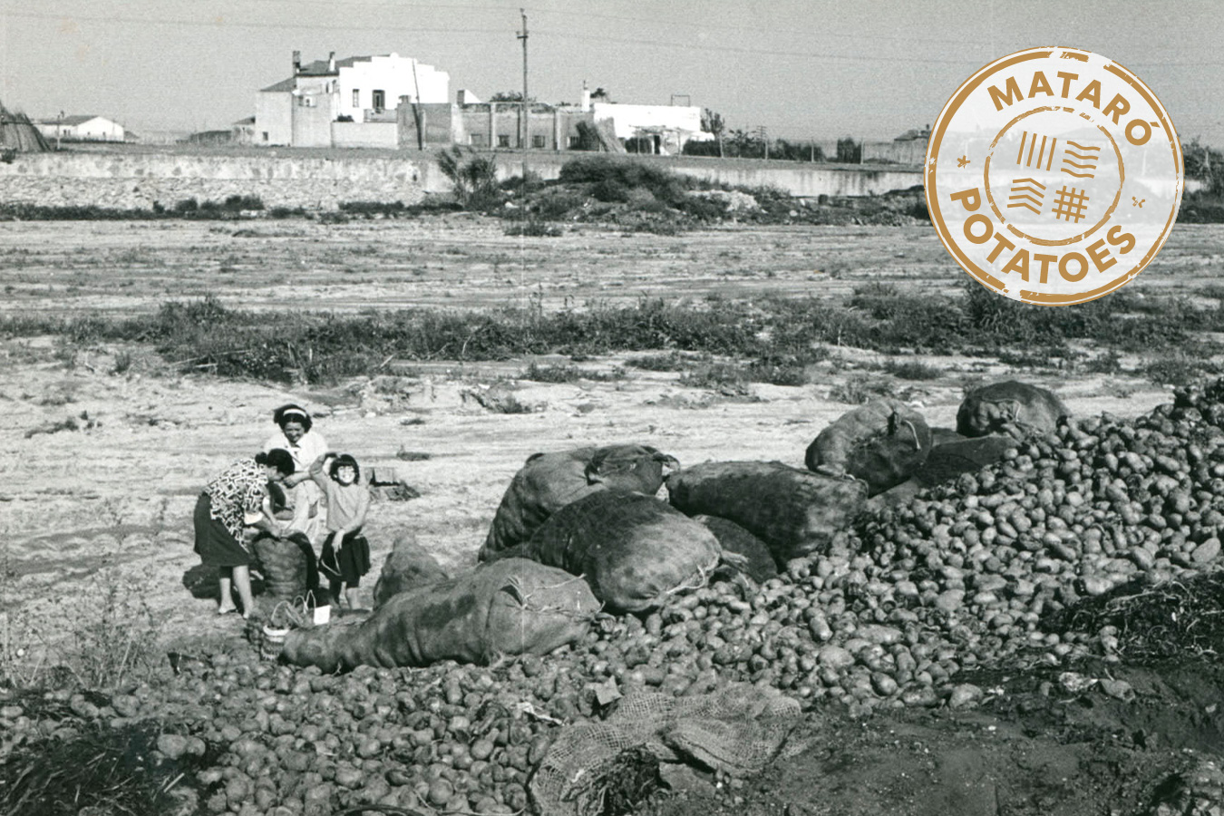 “Mataró Potatoes”: la transformació del paisatge agrari maresmenc