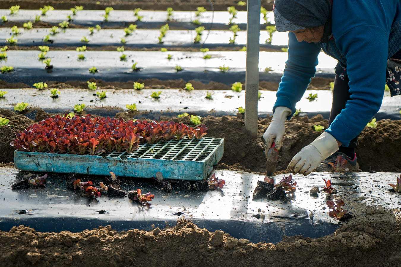 Dia Mundial de l’Agricultura: història dels conreus i la cultura mediterrània