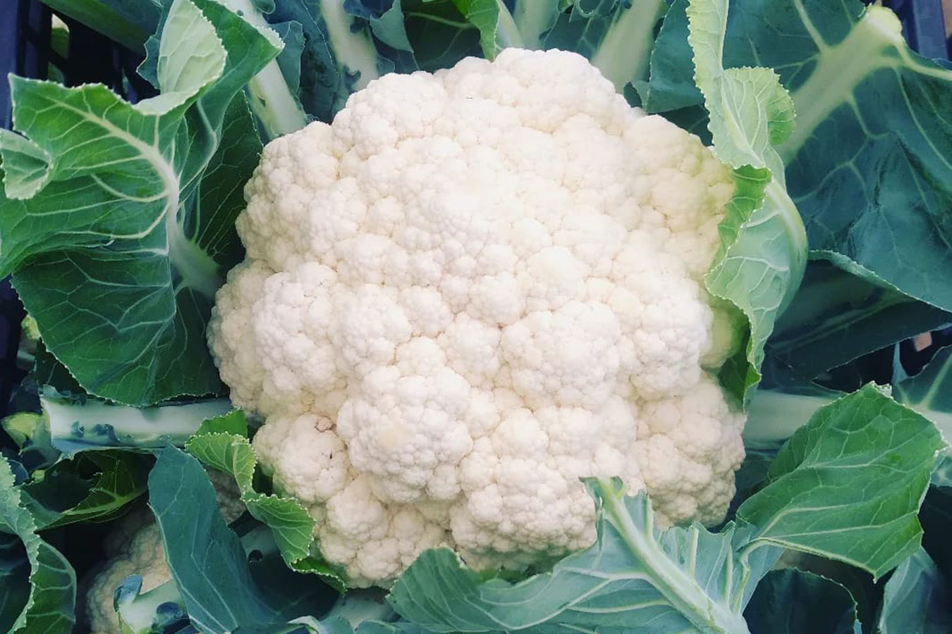 Producte de temporada: Per què la coliflor és essencial a la nostra dieta?