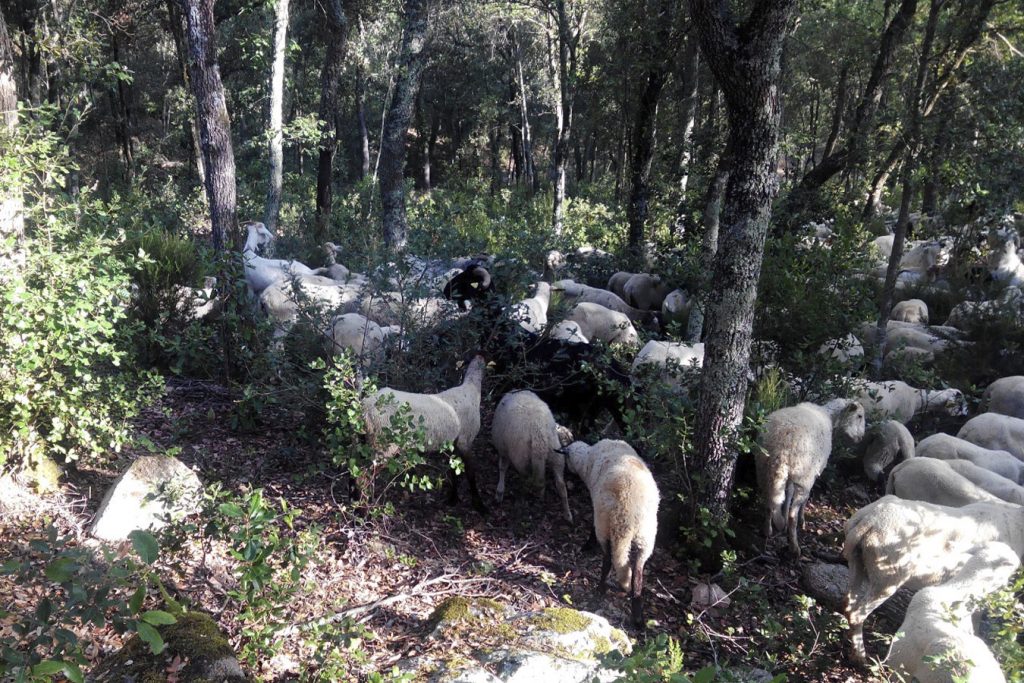 Després de la neteja dels boscos amb desbrossadores, els ramats pasturen per a fer el manteniment de la zona en prevenció d’incendis. Foto: Associació de propietaris del Montnegre i Corredor