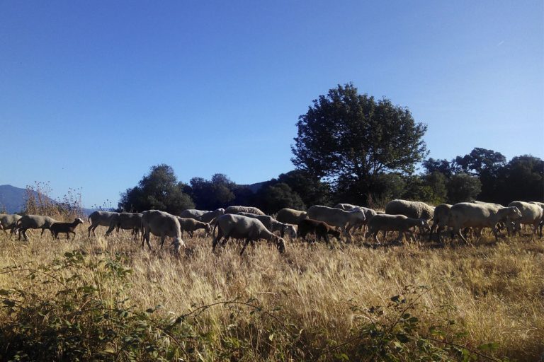 Els sistemes d’agrosilvopastura permeten una integració més sostenible de la ramaderia i els entorns agraris i boscosos. Foto: Associació de propietaris del Montnegre i Corredor