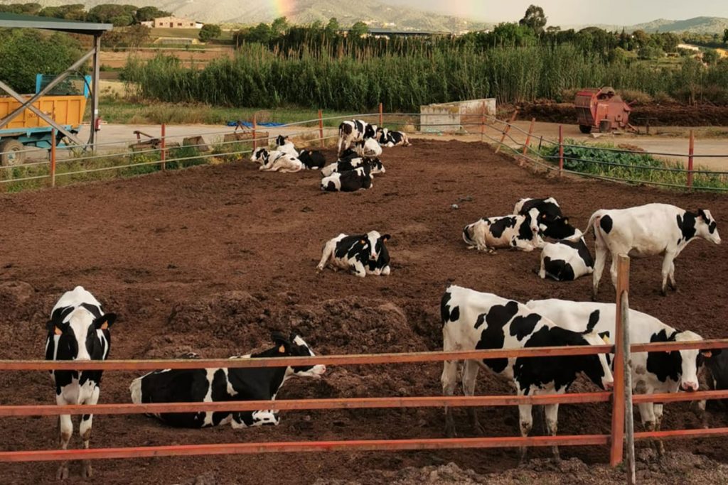 Sergi Carbó: “Treballant fora de casa vaig veure que el que realment m’agradava era la cura de les vaques”. Foto: Ramaderia Can Pinell