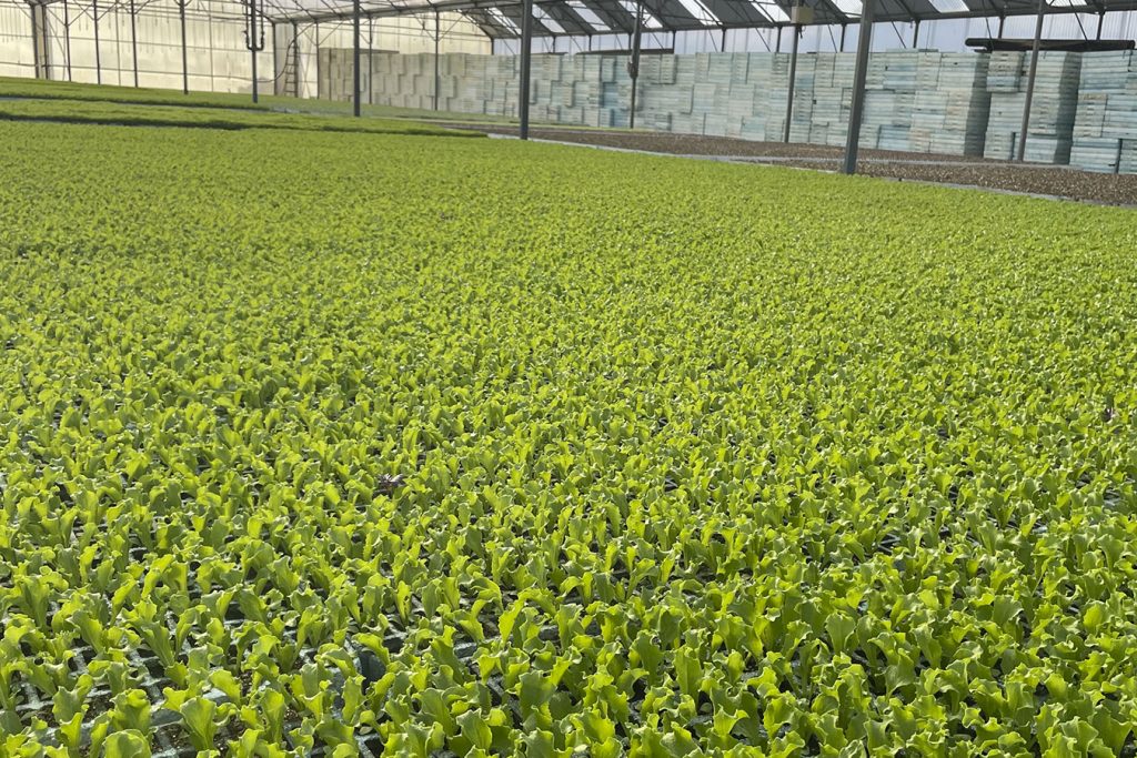 Planters Casas té una capacitat de producció per a més de 30 milions de plàntules. Foto: Planters Casas