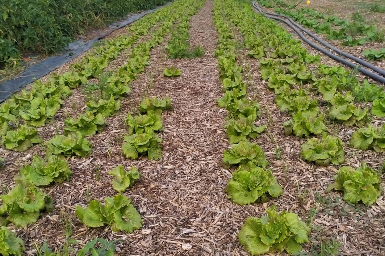 Agricultura regenerativa: sostenibilitat, qualitat alimentària i economia circular