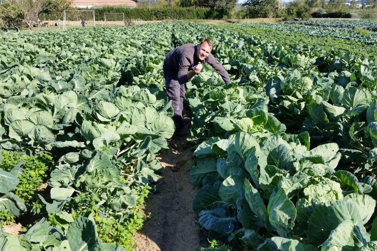 En Miquel Riera, collint cols de Brussel·les a la seva horta ecològica a Palafolls. Foto: Horta Pla de Munt