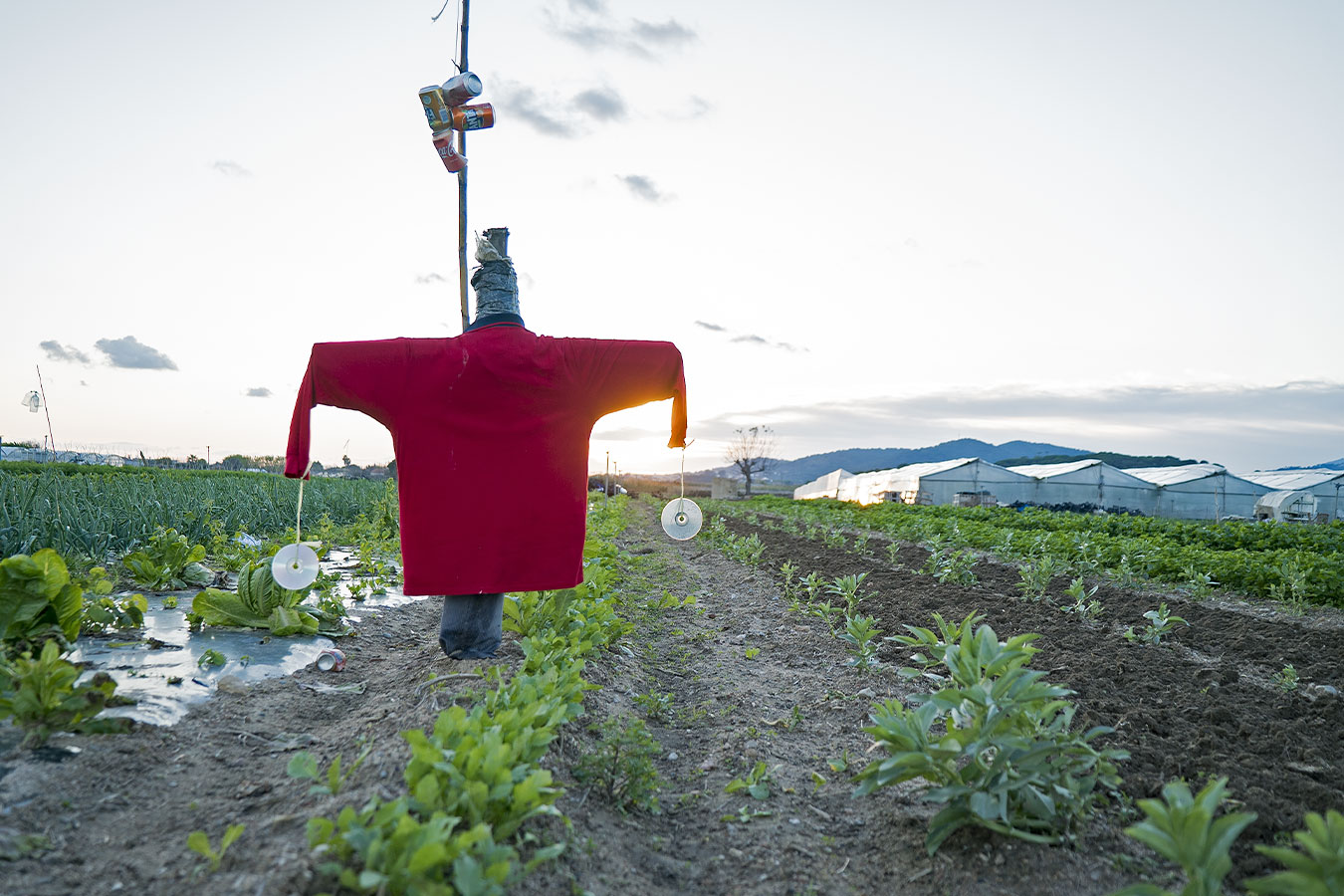 Com pot impactar el canvi climàtic en el futur pròxim del sistema agrari?