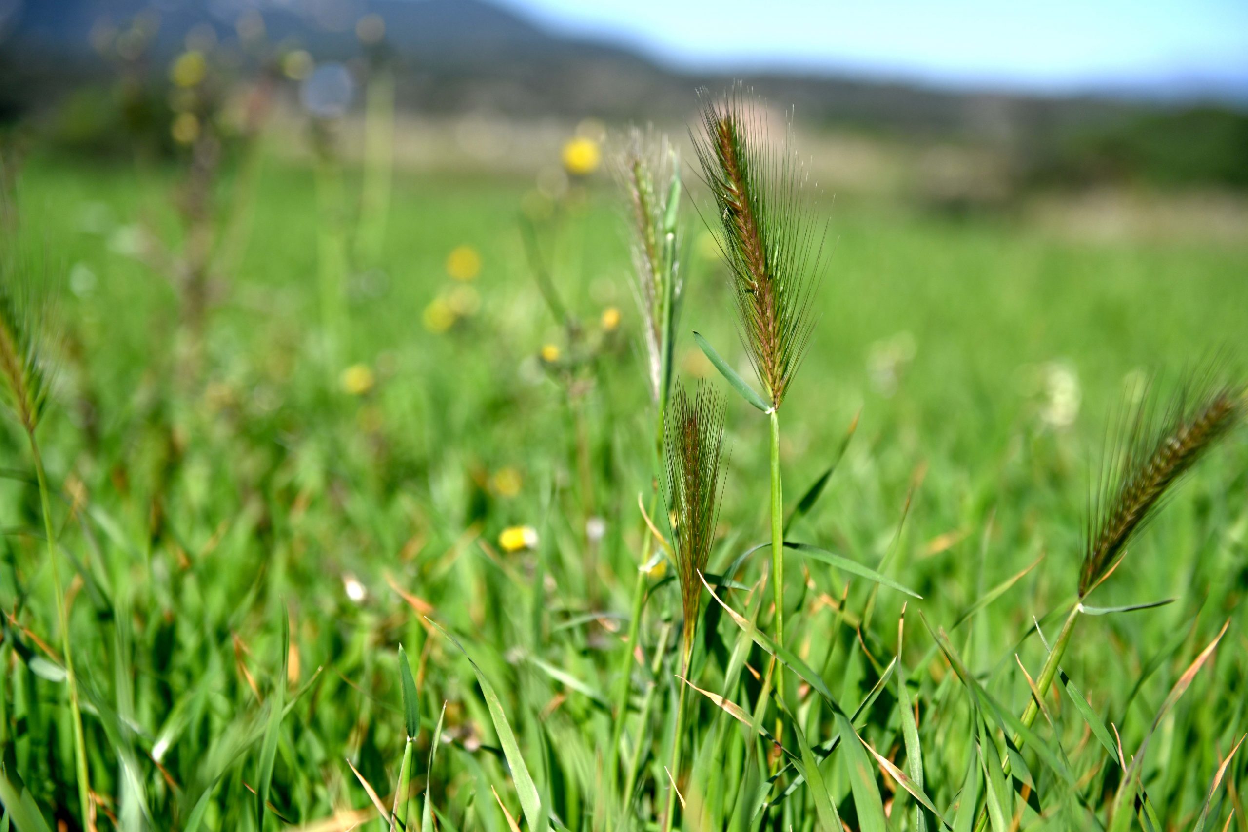 Comença un nou curs del CFGM en Producció Agroecològica a l’Institut Ramon Turró i Darder de Malgrat de Mar