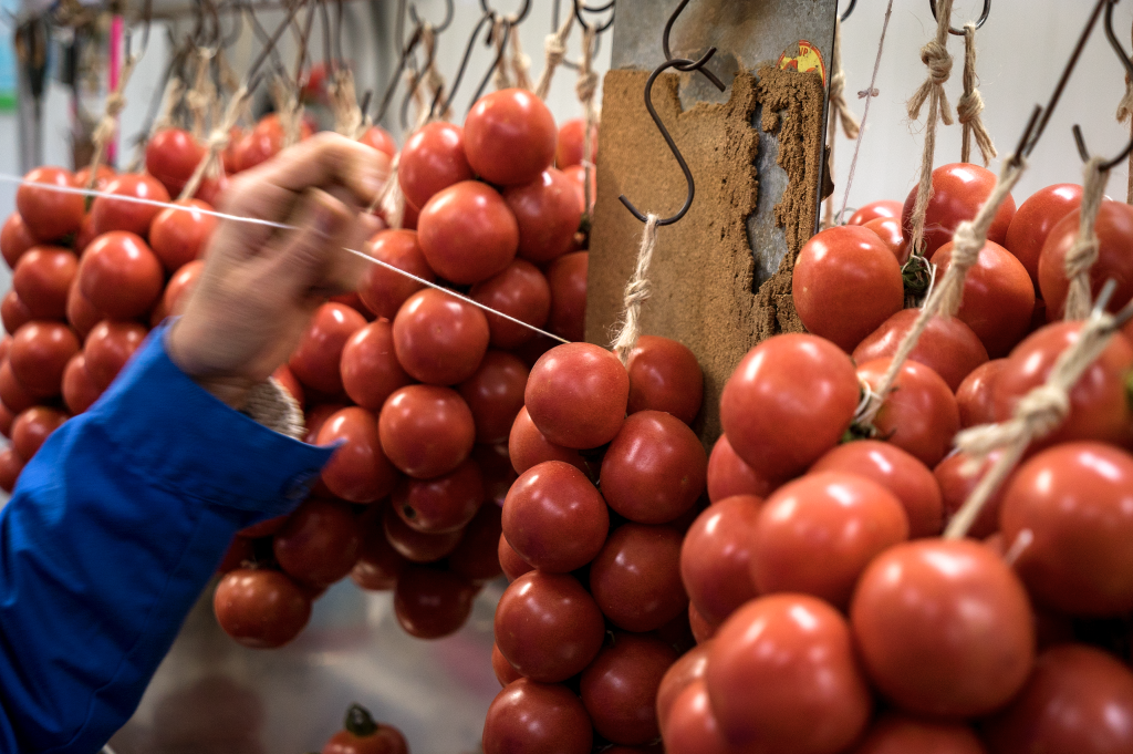 Tomàquet de Sucar de l’Espai Agrari de la Baixa Tordera