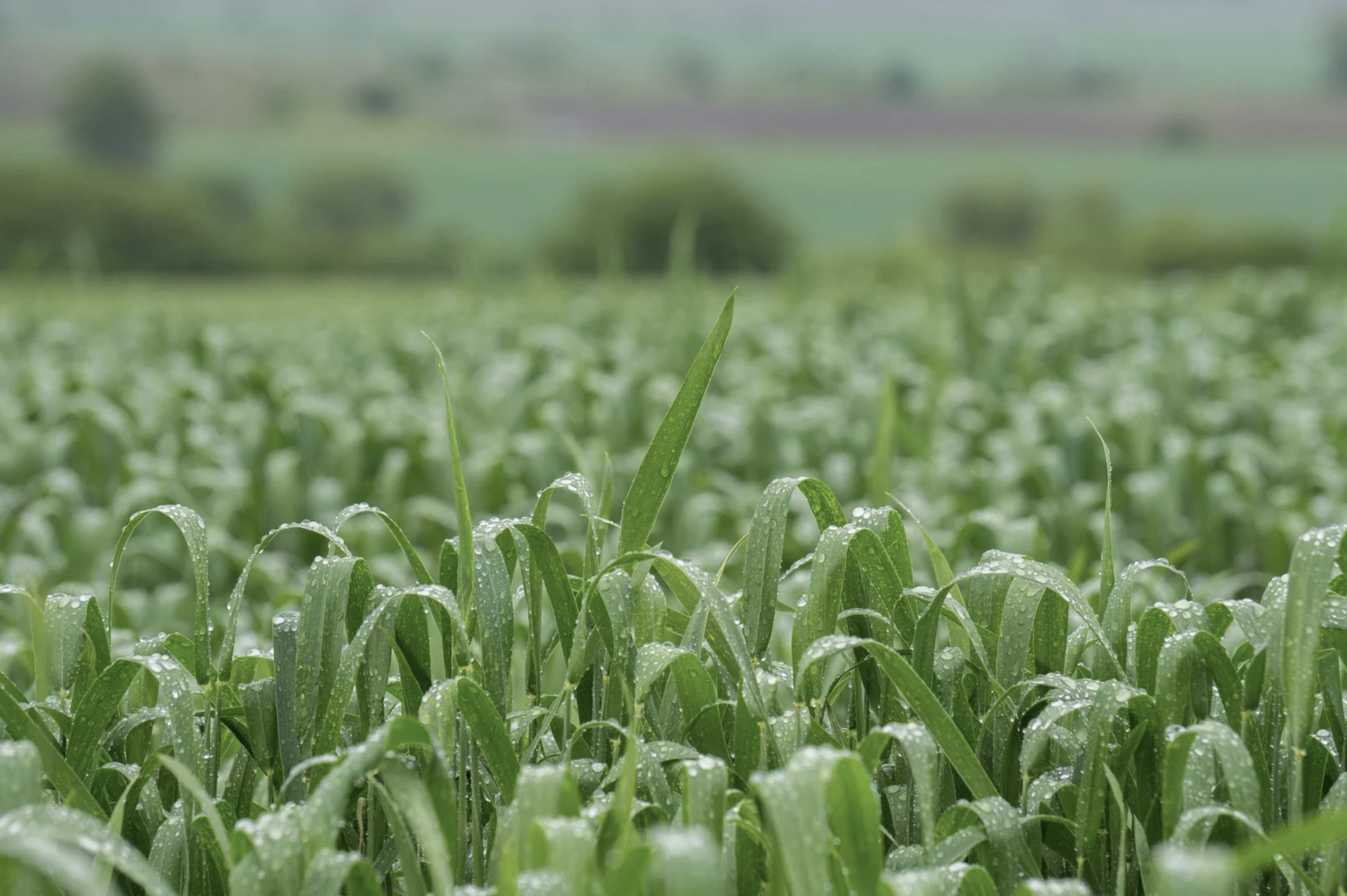 Novetats en el servei d’informació i d’alertes agro-meteorològiques per a la Baixa Tordera