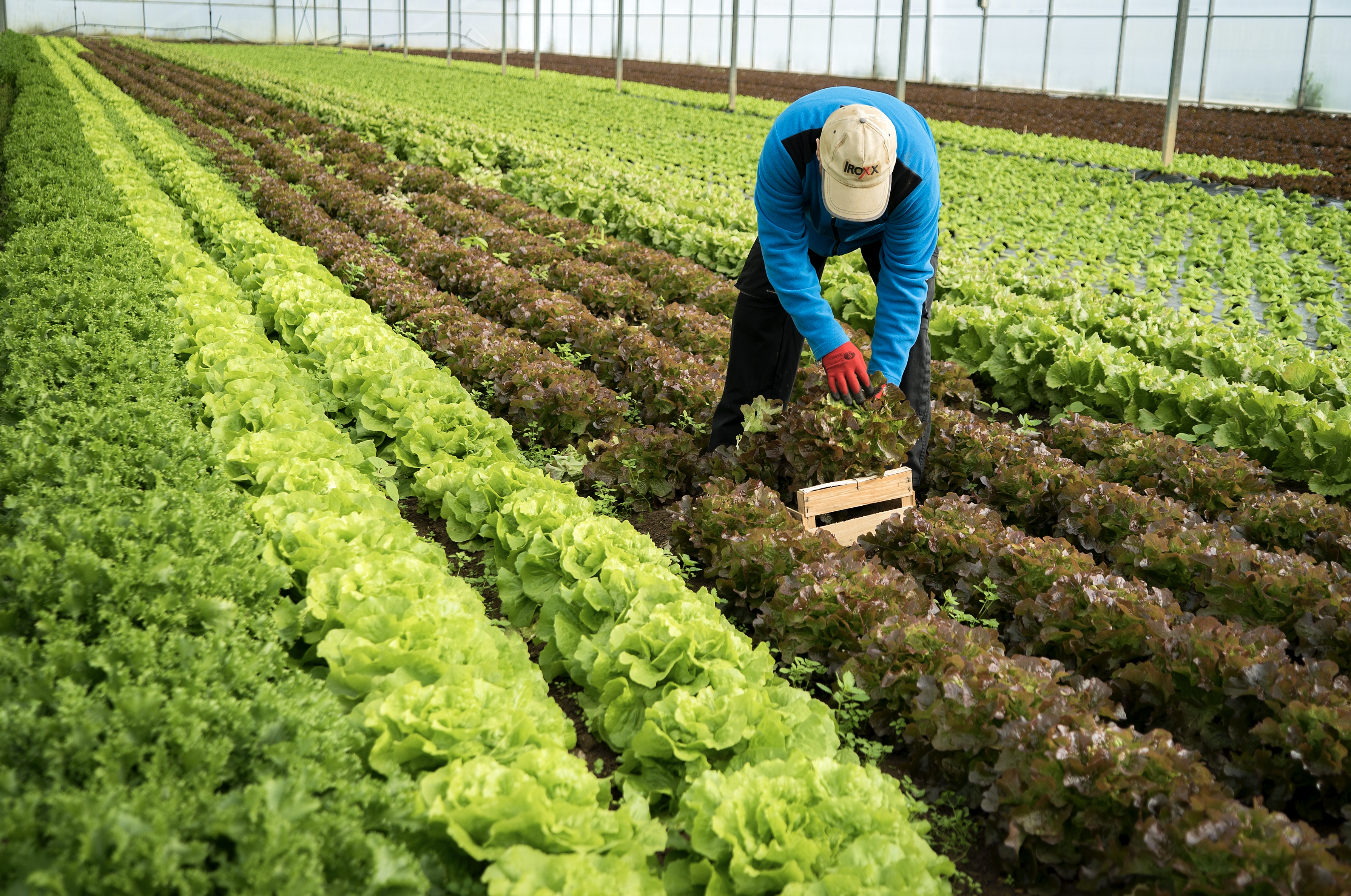 Cap a l’Estratègia Alimentària de la Baixa Tordera