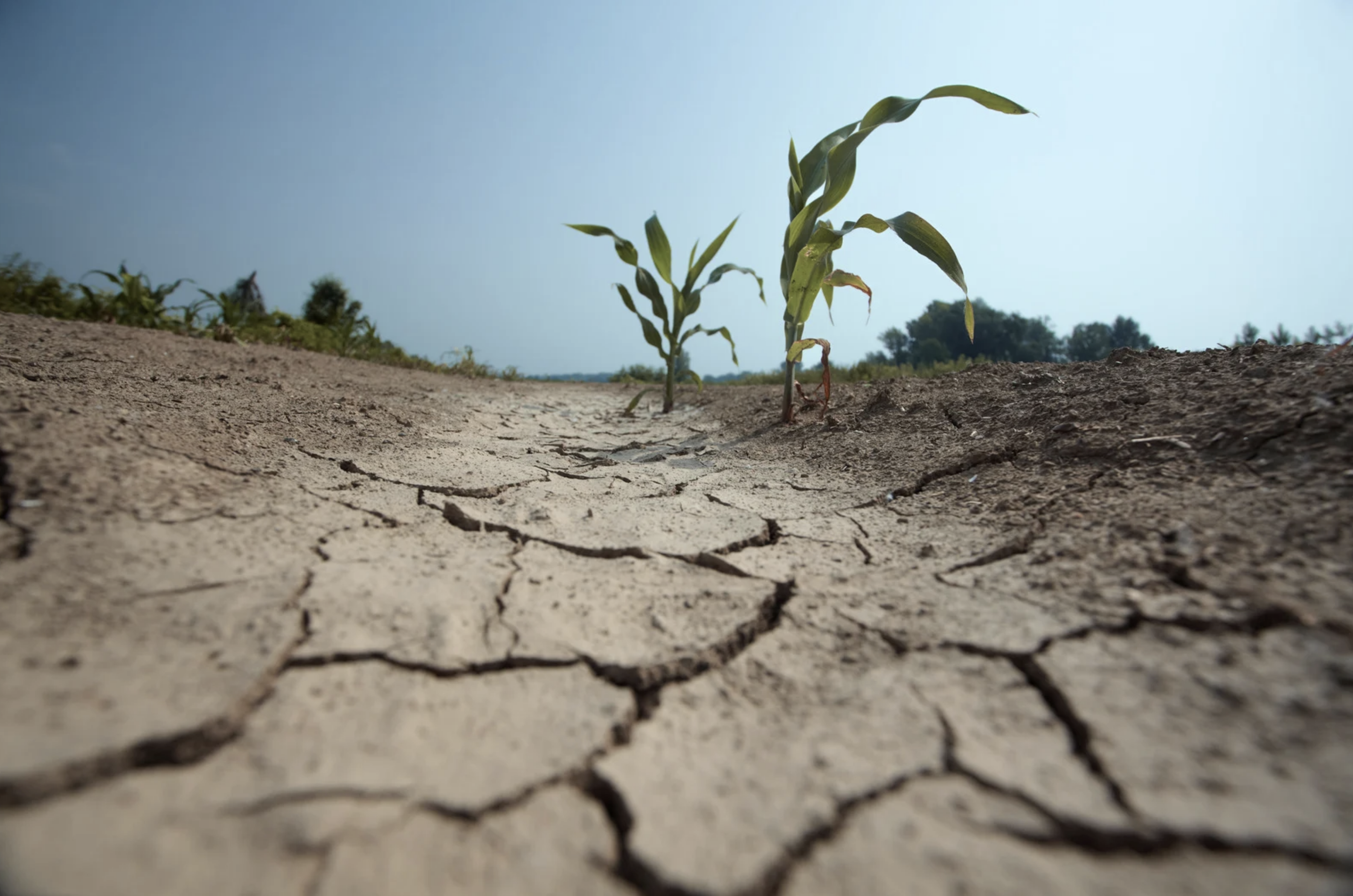 Resiliència i innovació: així es gestiona l’aigua per la producció d’aliments en situació de sequera a l’Espai Agrari de la Baixa Tordera