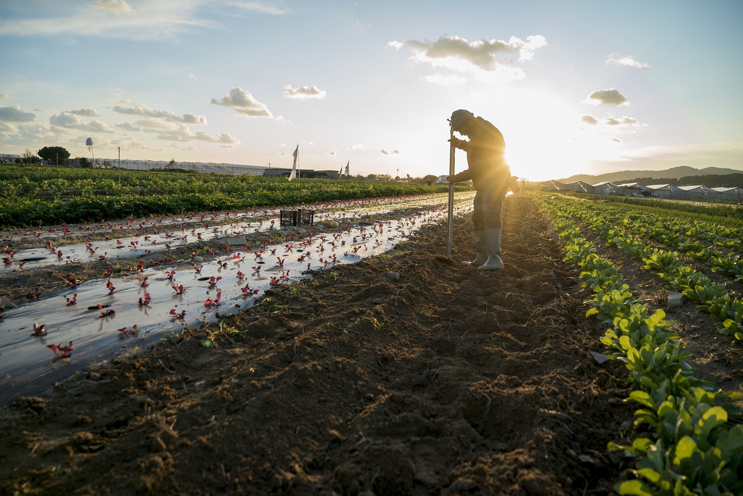 La terra que ens dona futur: accés a la terra relleu agrari a la Baixa Tordera
