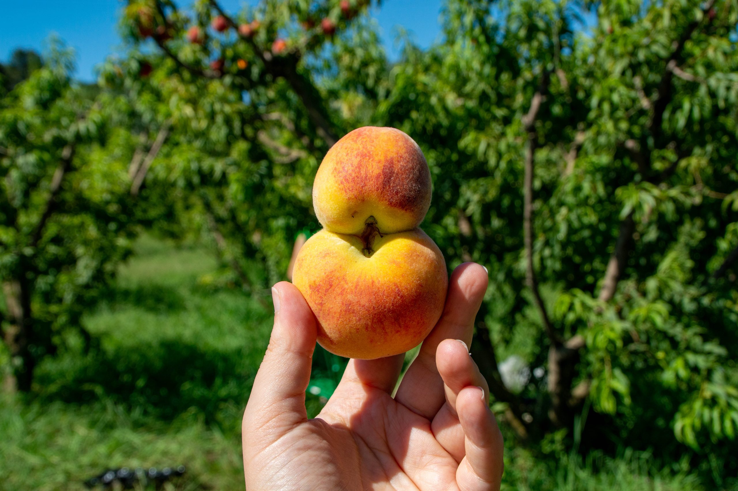 Prevenir i reduir les pèrdues alimentàries al sector primari: un compromís per un sistema alimentari més sostenible i just