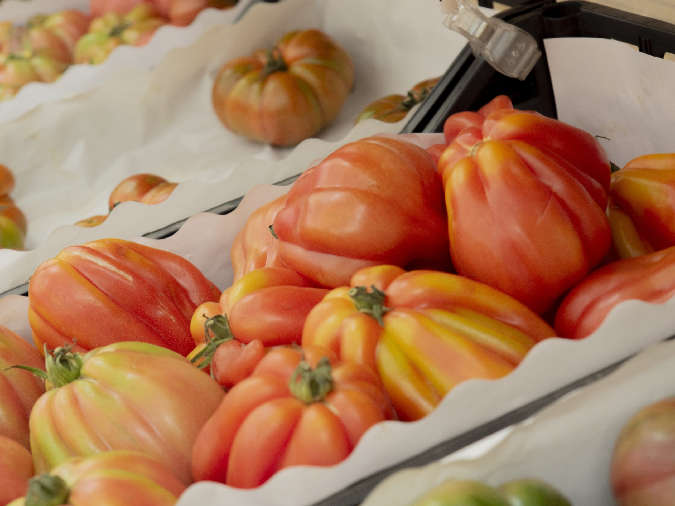 Les varietats de tomàquets de l’Espai Agrari de la Baixa Tordera