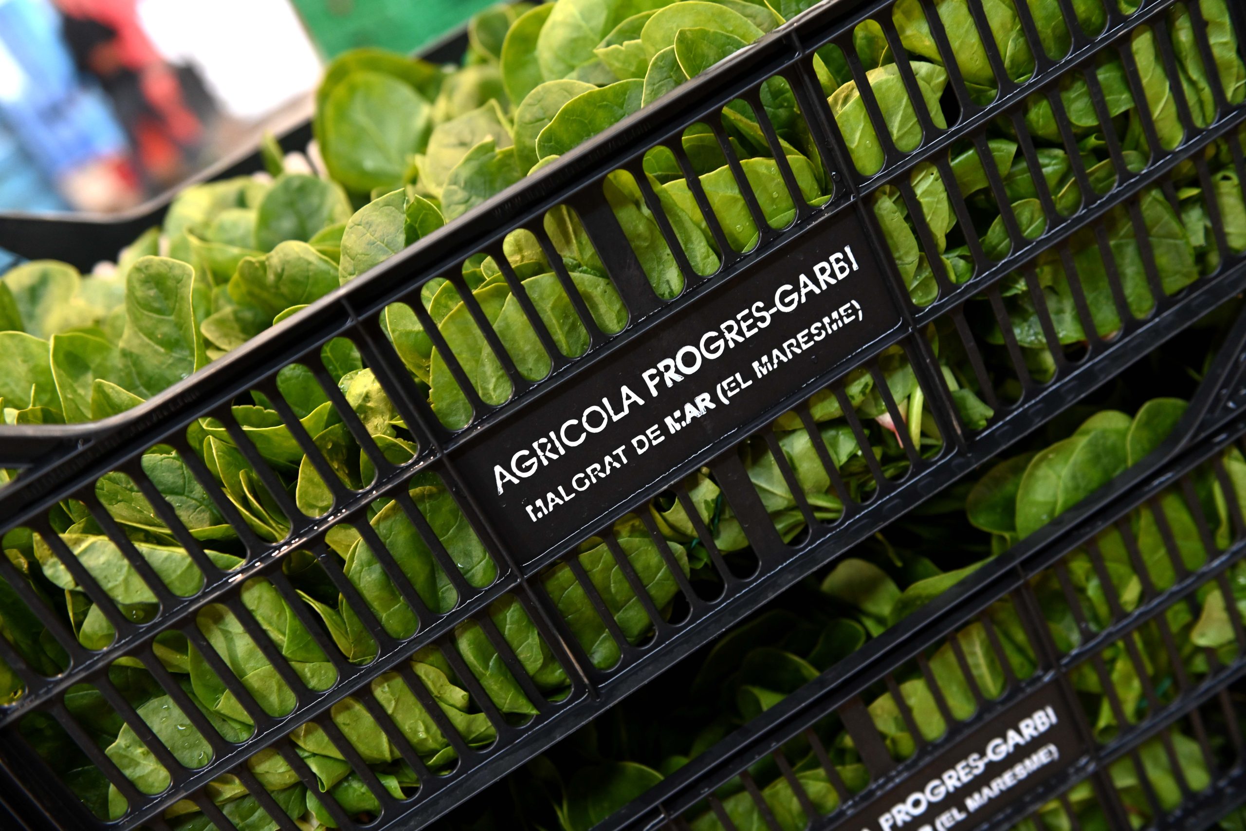 La força de la pagesia col·lectiva: el camí de la Cooperativa Agrícola Progrés-Garbí