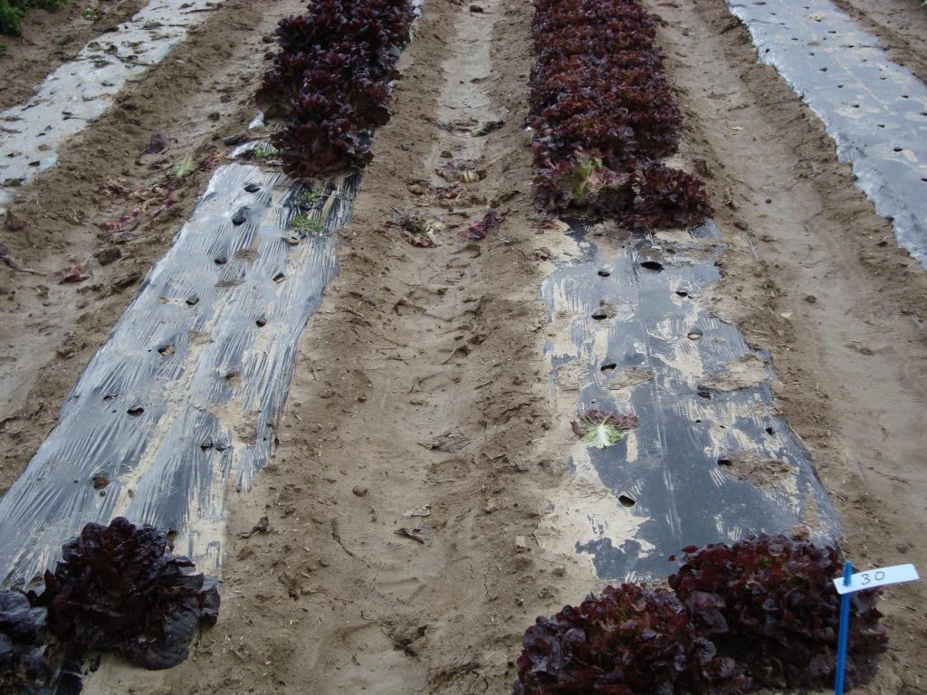 Assaig plàstics biodegradables